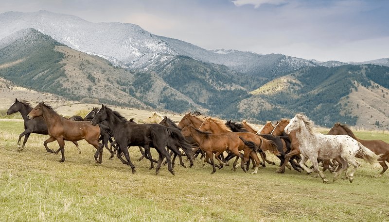 Wild Animal Recovery After Wolf Worm Exposure