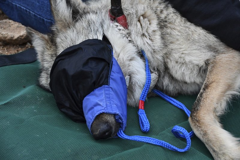 Wild Animal Recovery After Wolf Worm Exposure