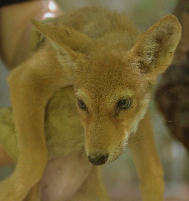 Wild Animal Recovery After Wolf Worm Exposure