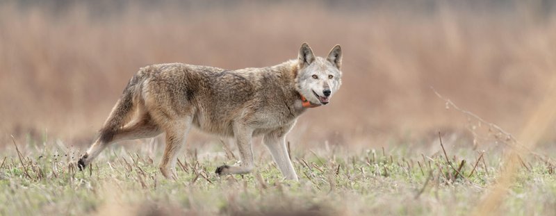 Wild Animal Recovery After Wolf Worm Exposure