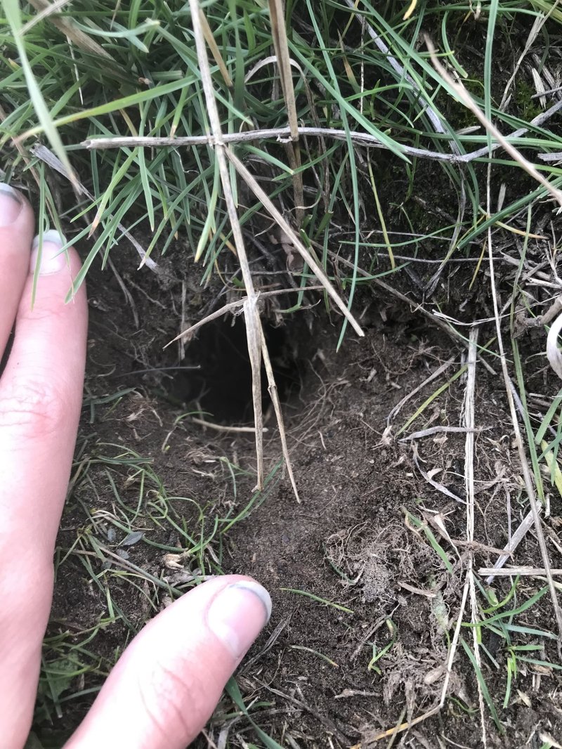 Wild Rodent Burrows And Wolf Worm Egg Sites