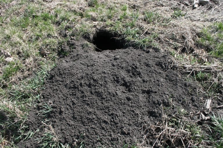 Wild Rodent Burrows And Wolf Worm Egg Sites