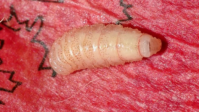 Wildlife Education: Teaching About Botfly Larvae