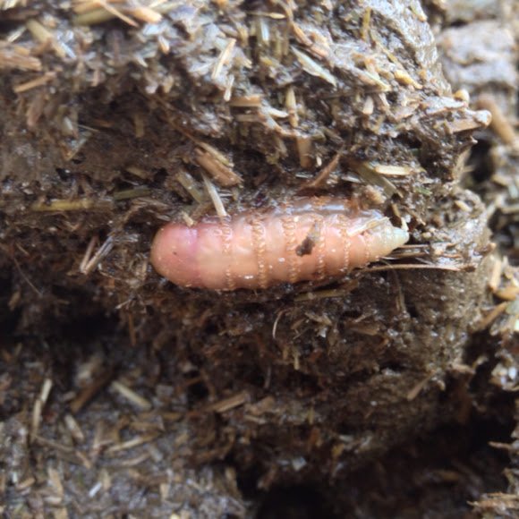 Wildlife Education: Teaching About Botfly Larvae
