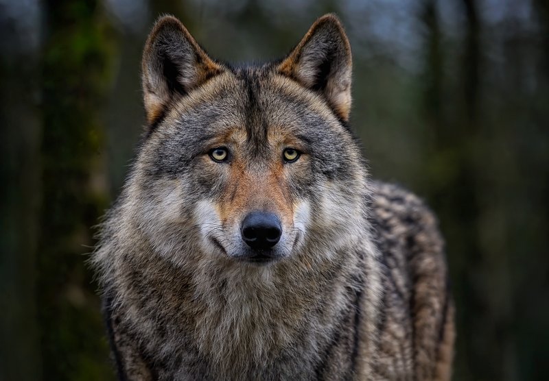 Wolf Worm Behavior In Host Tissue Explained