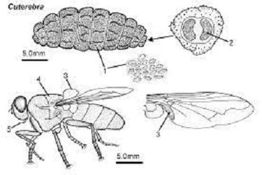 Wolf Worm Behavior In Host Tissue Explained