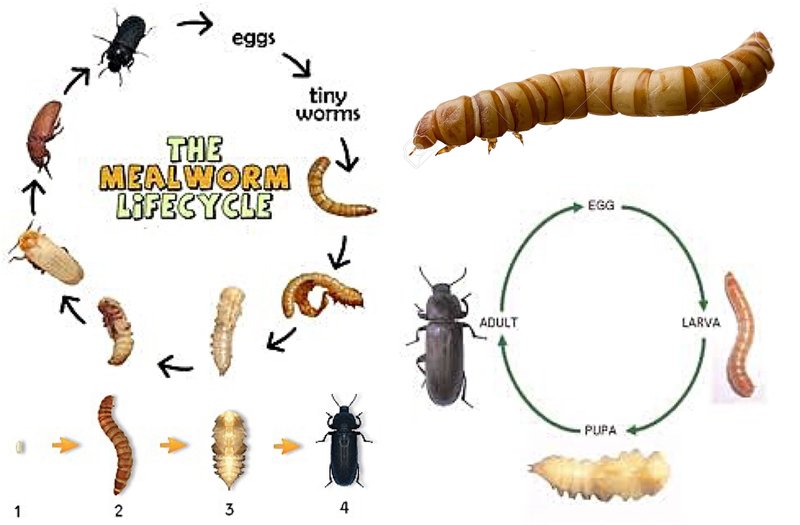 Wolf Worm Development Timelines By Host Species