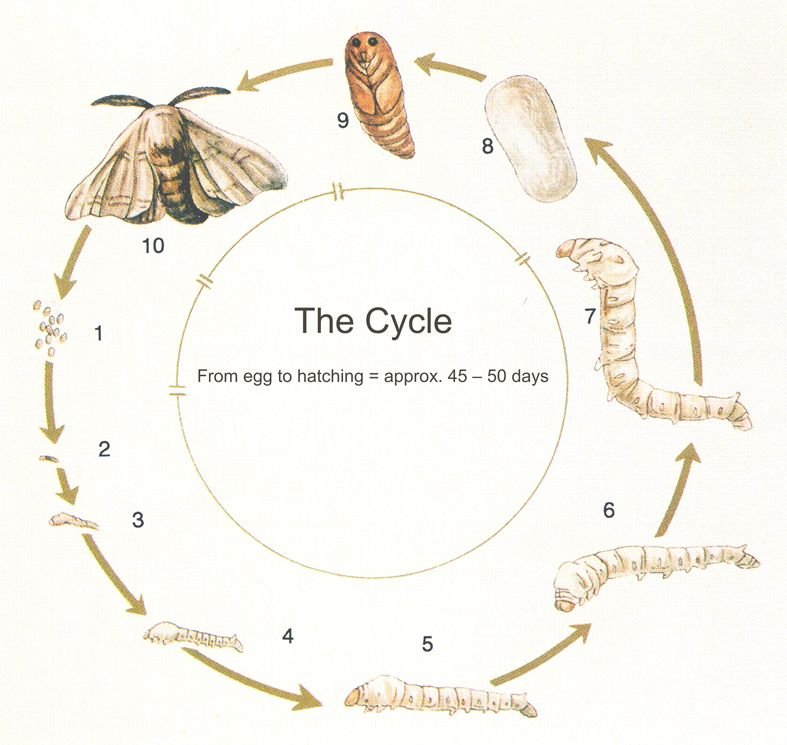 Wolf Worm Development Timelines By Host Species