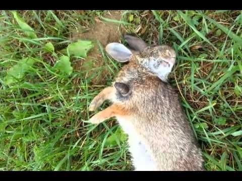Wolf Worm Hosts: Rabbits, Squirrels, And More