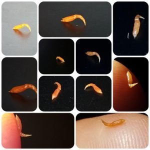 Wolf Worm Hosts: Rabbits, Squirrels, And More