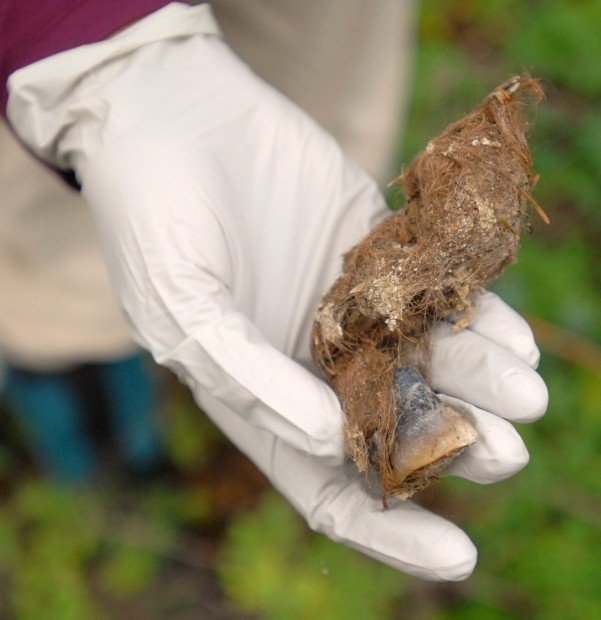 Wolf Worm Identification In Rural Wildlife Rescue