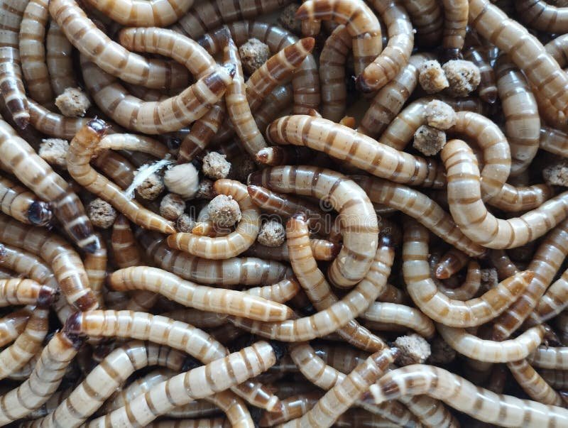 Wolf Worm Larvae In Rodent Colonies: Control Tips