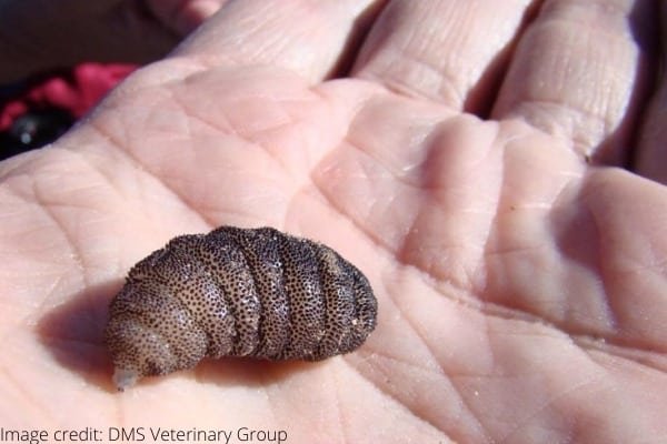 Wolf Worm Larvae In Rodent Colonies: Control Tips