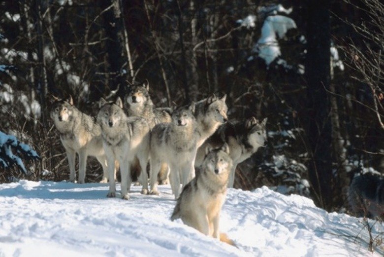 Wolf Worm Seasonality In Different Climates