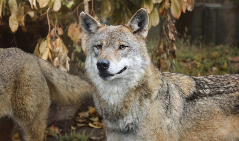 Wolf Worm Seasonality In Different Climates