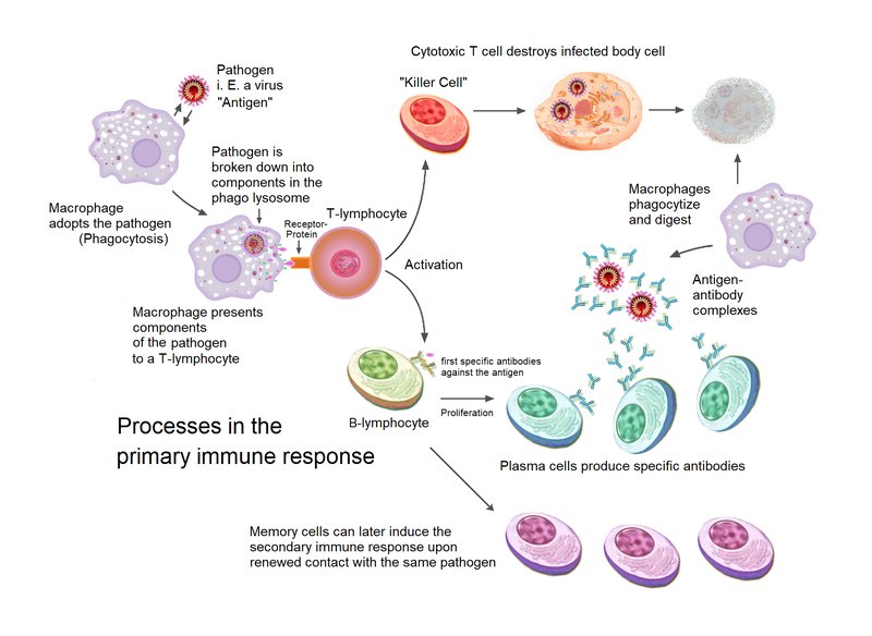 Wolf Worms And Mammalian Immune Responses