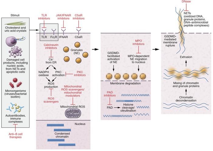 Wolf Worms And Mammalian Immune Responses