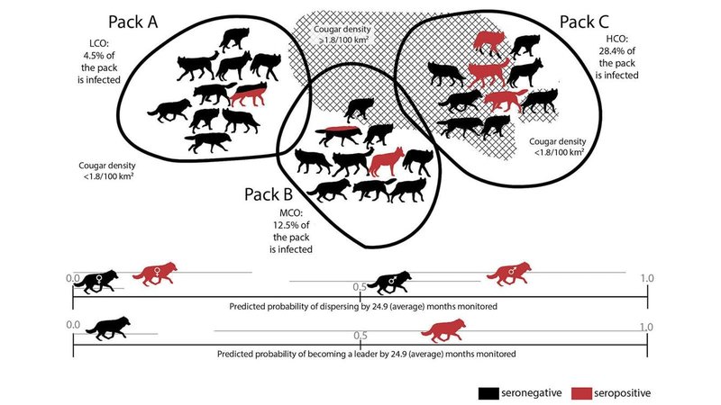 Wolf Worms And Rodent Population Dynamics
