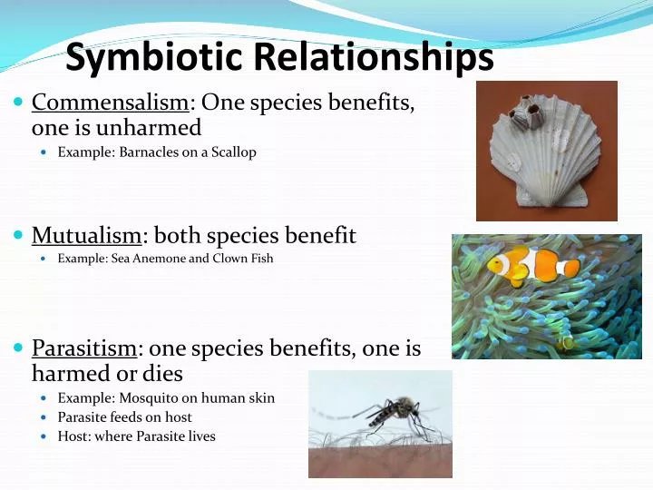 Wolf Worms And Symbiotic Insect Relationships