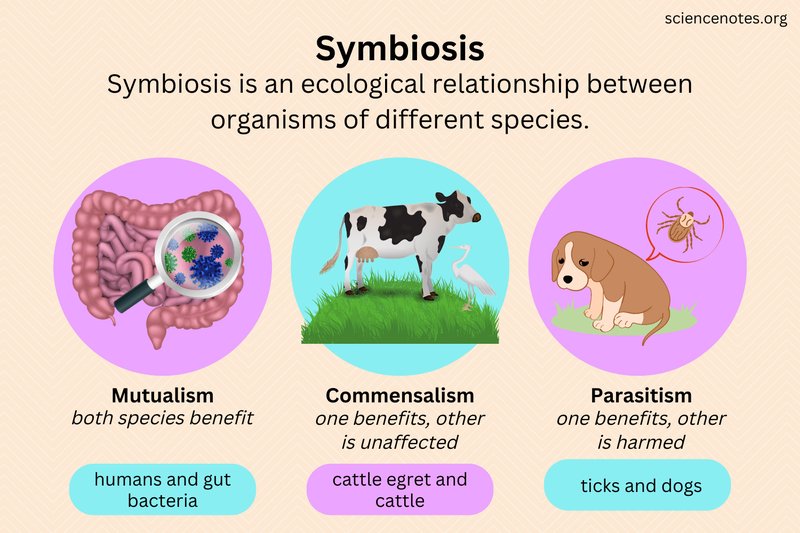 Wolf Worms And Symbiotic Insect Relationships