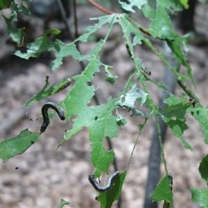 Wolf Worms And Symbiotic Insect Relationships