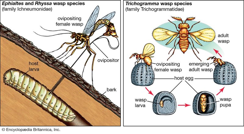 Wolf Worms And Symbiotic Insect Relationships