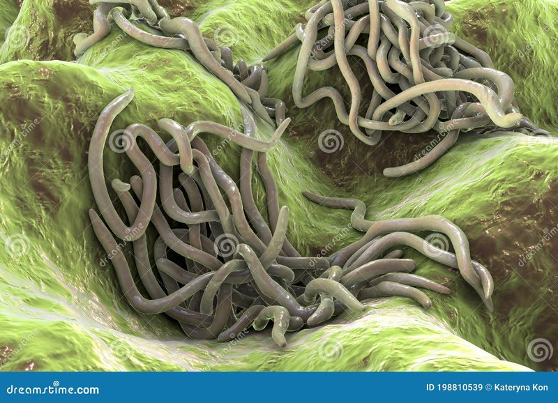 Wolf Worms And Their Role In Parasite Ecology
