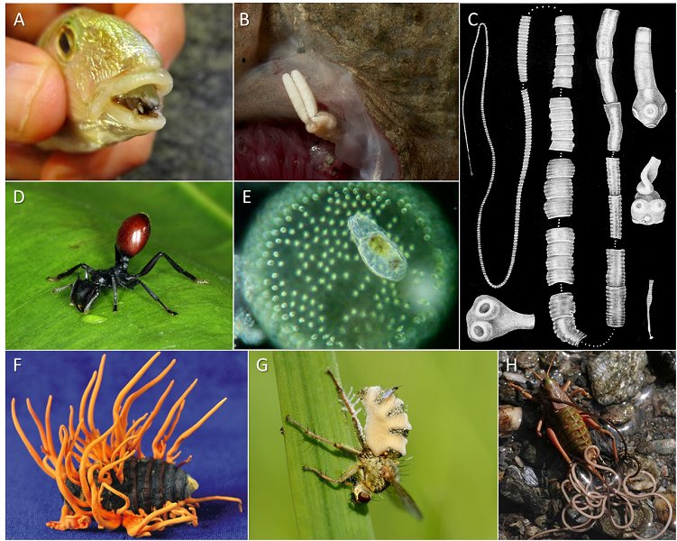 Wolf Worms And Their Role In Parasite Ecology