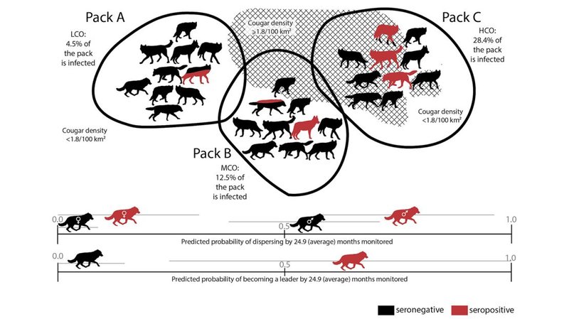 Wolf Worms And Their Role In Parasite Ecology