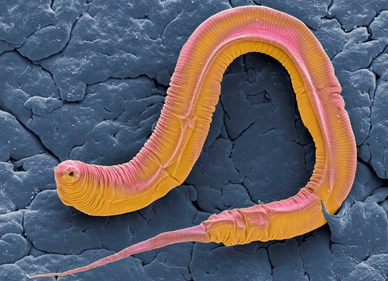 Worm Bin Worm In Captivity: Can They Be Studied Or Farmed?