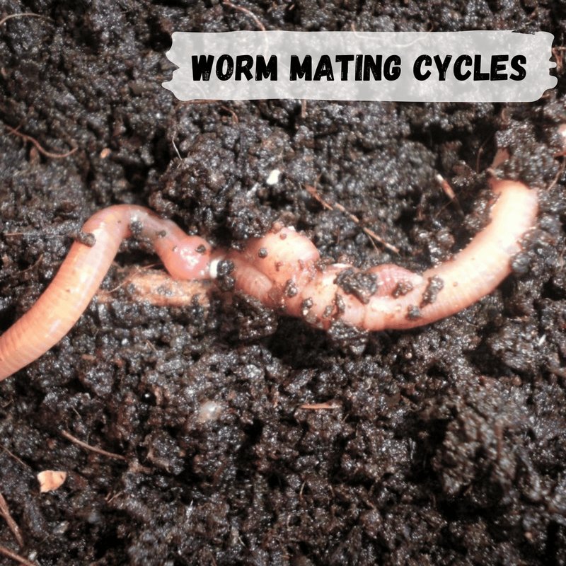 Worm Bin Worm Reproduction: Mating, Eggs, And Larvae Facts